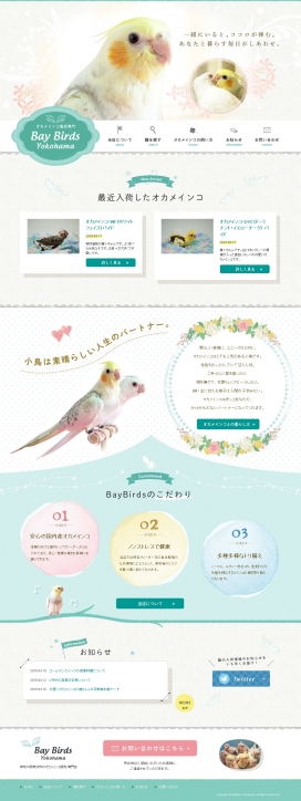 日本神奈川横滨-玄凤鹦鹉销售网酷站！