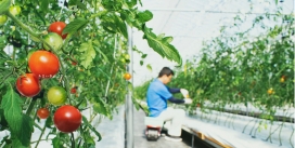 日本神户甜番茄六甲农场！