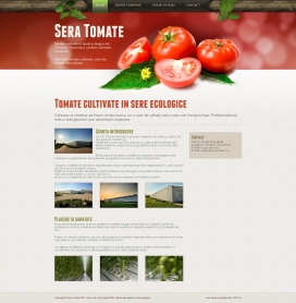 罗马尼亚温室番茄西红柿，番茄品种，在温室中种植的有机西红柿