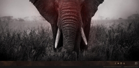 请拒绝象牙！每天都有96头大象在非洲被杀害，-我们可以一起停止杀戮，停止贩卖象牙，停止需求。