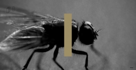 Asomasede美术互动设计！首页的昆虫视频拍得很精细。