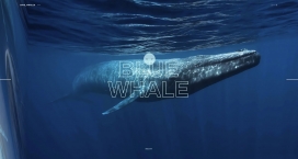 Save whales-请保护鲸鱼不让它灭绝！