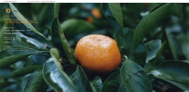 日本10-mikan桔园-果汁饮料加工源头企业网站。