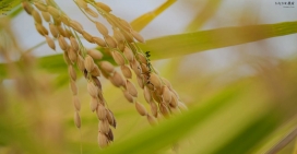 日本富山县滑川市的水稻农户！
